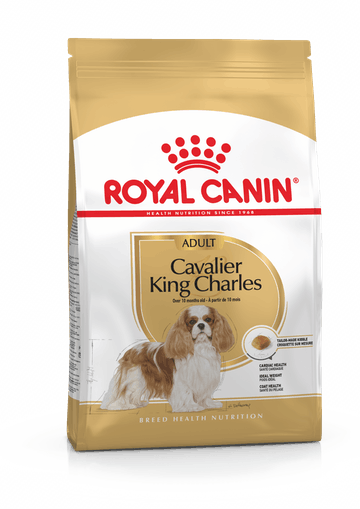 Cavalier King Charles Adult